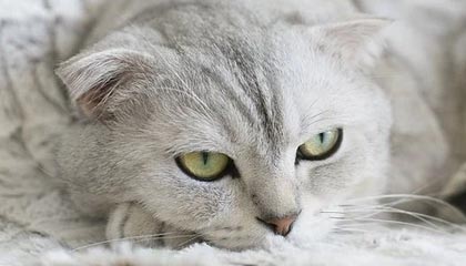 开云体育下载官网-经典战术暴露：分析欧冠淘汰赛的关键元素，欧冠淘汰赛赛制规则